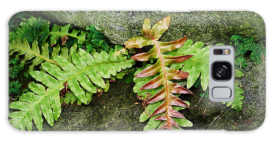 Ferns Galaxy Case featuring the photograph Ferns by Cheryl Day