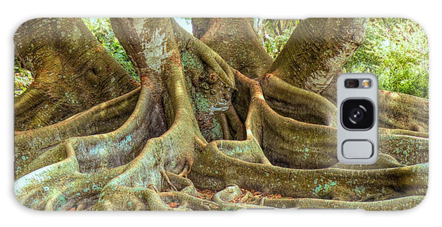 Roots Galaxy Case featuring the photograph Ficus Roots by Rosalie Scanlon