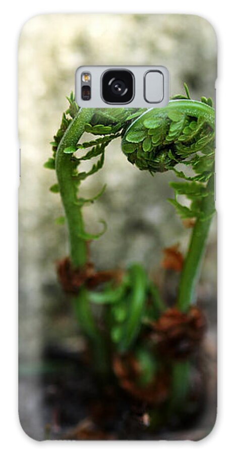 Ferns Galaxy Case featuring the photograph Fiddleheads by Debbie Oppermann