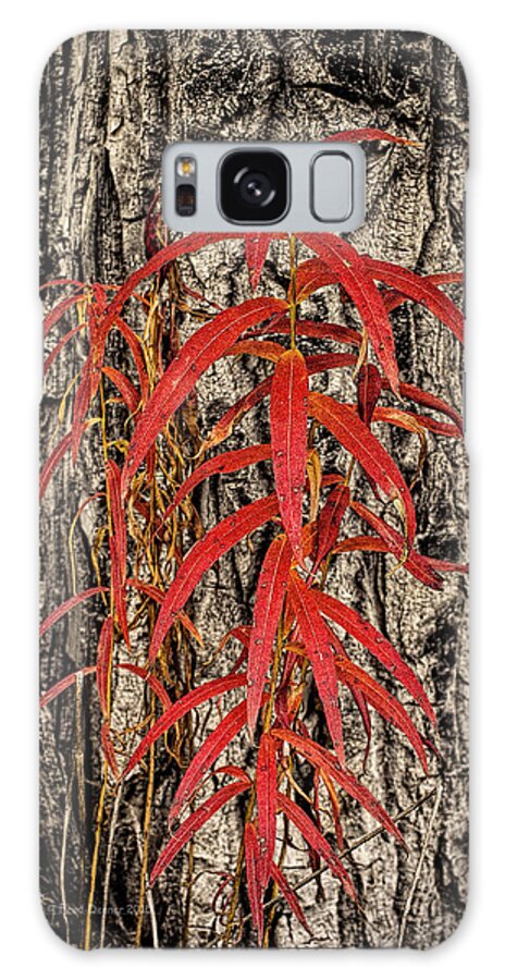 Wildflower Galaxy Case featuring the photograph Fireweed 2015 by Fred Denner