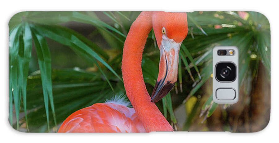 Flamingo Galaxy Case featuring the photograph Flamingo Portrait by Kimberly Blom-Roemer