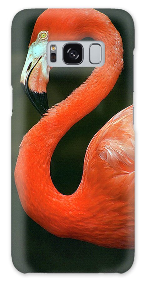 Flamingo Galaxy Case featuring the photograph Flamingo by Ted Keller