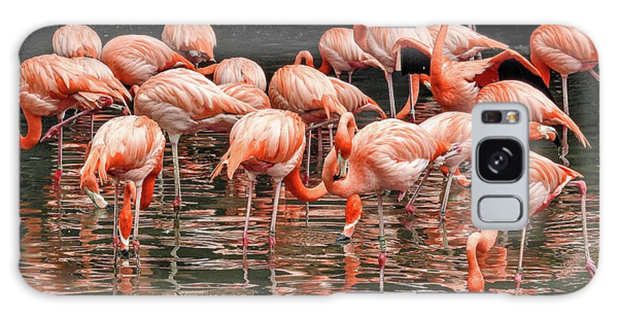 Flamingo Galaxy S8 Case featuring the photograph Flamingo looking for food by Pradeep Raja Prints