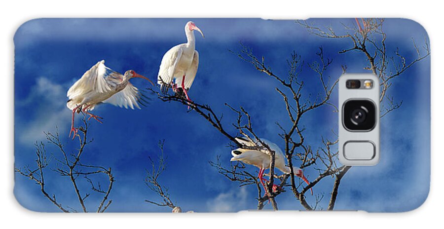 Ibis Galaxy Case featuring the photograph Florida Keys The Exaggerated Ibis by Betsy Knapp