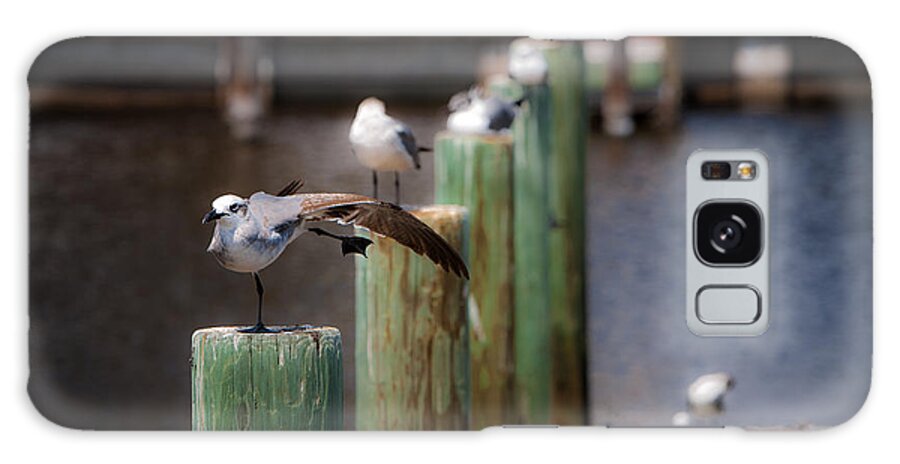 Florida Galaxy Case featuring the photograph Florida Seagull Playing by Jason Moynihan