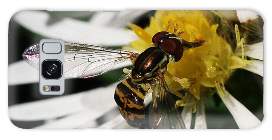 Insect Galaxy Case featuring the photograph Flower Fly on Wildflower by William Selander