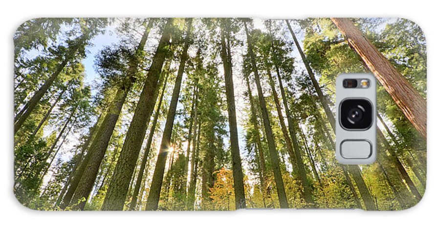 Sequoia National Park Galaxy S8 Case featuring the photograph Forest of Light by Beth Sargent