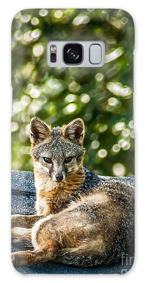 Fox Galaxy Case featuring the photograph Fox on Roof by Blake Webster