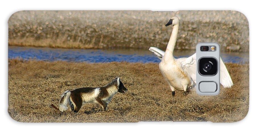 Fox Galaxy Case featuring the photograph Fox vs Tundra Swan by Anthony Jones