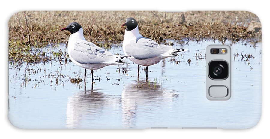 Franklin's Gulls Galaxy Case featuring the photograph Franklin's Gulls by Alyce Taylor