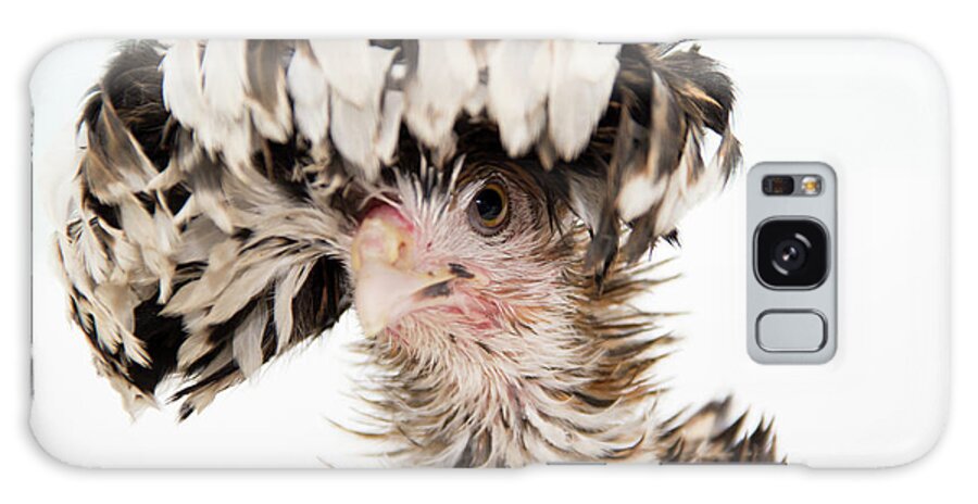 Frizzle Galaxy Case featuring the photograph Frizzle Tolbount Polish Hen by Jeannette Hunt