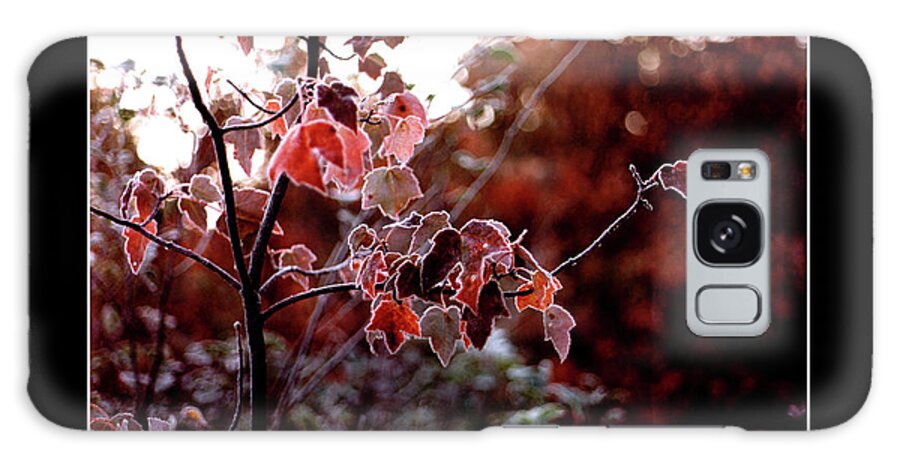  Galaxy Case featuring the photograph Frosted Leaves Poster by Wayne King