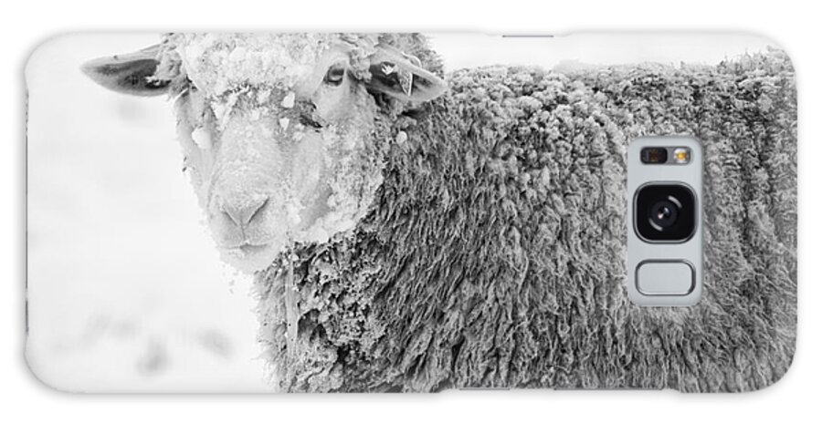 Sheep Galaxy Case featuring the photograph Frozen Dinner by Michael Dawson