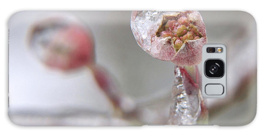 Flower Galaxy S8 Case featuring the photograph Frozen Dogwood Bud by Susan Cliett