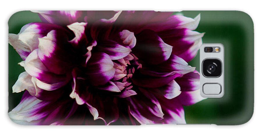 Purple Galaxy Case featuring the photograph Fuffled Petals by Cherie Duran