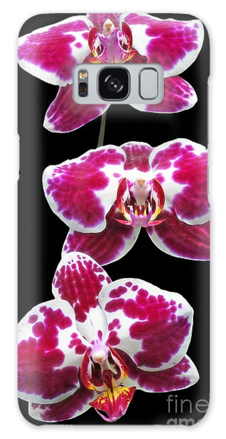 Orchid Galaxy Case featuring the photograph Fuschia Orchid Triplets by Sue Melvin