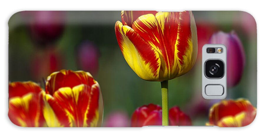 Tulips Galaxy Case featuring the photograph Garden Tulips by Bon and Jim Fillpot