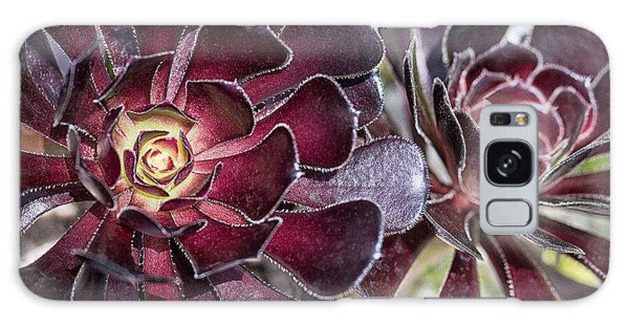 Floral Galaxy Case featuring the photograph Garnet Cactus by Jeff Abrahamson