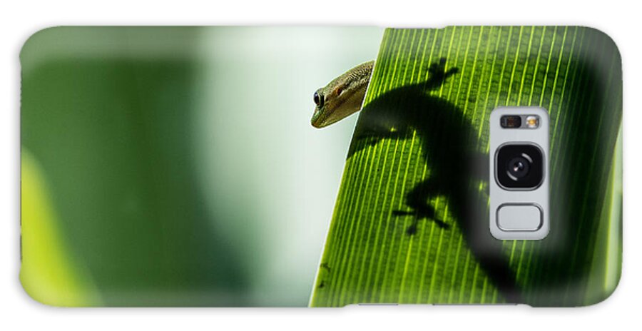 Gecko Galaxy Case featuring the photograph Gecko in the Morning Sun by Mark Rogers