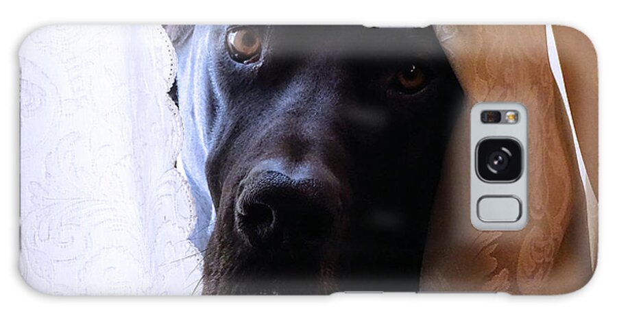 Great Dane Galaxy Case featuring the photograph Gentle Giant by Theresa Campbell