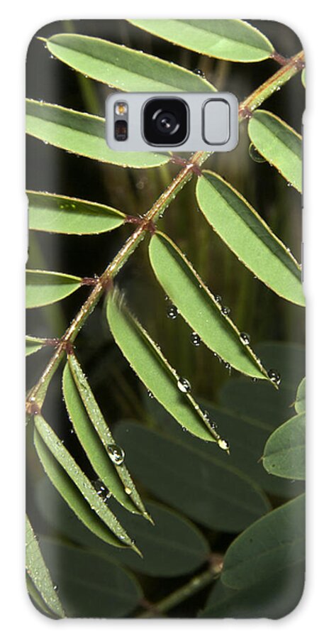 Green Galaxy Case featuring the photograph Gentle morning Dew by Karen Musick
