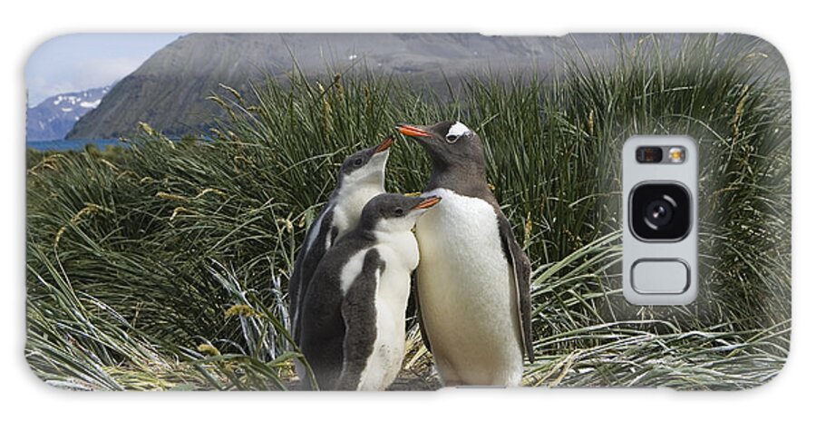 00761865 Galaxy Case featuring the photograph Gentoo Penguin and Young Chicks by Suzi Eszterhas
