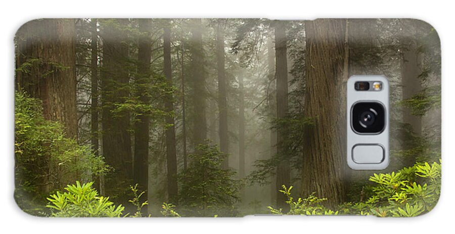 Redwood Galaxy Case featuring the photograph Giants in the Mist by Michael Dawson