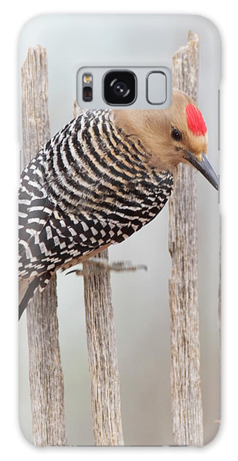 Nature Galaxy S8 Case featuring the photograph Gila Woodpecker by Gerry Sibell