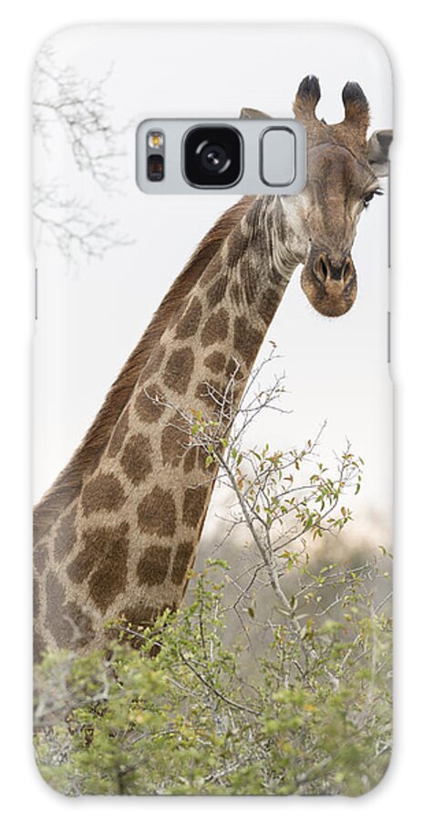 Giraffe Galaxy Case featuring the photograph Giraffe by Stephen Stookey