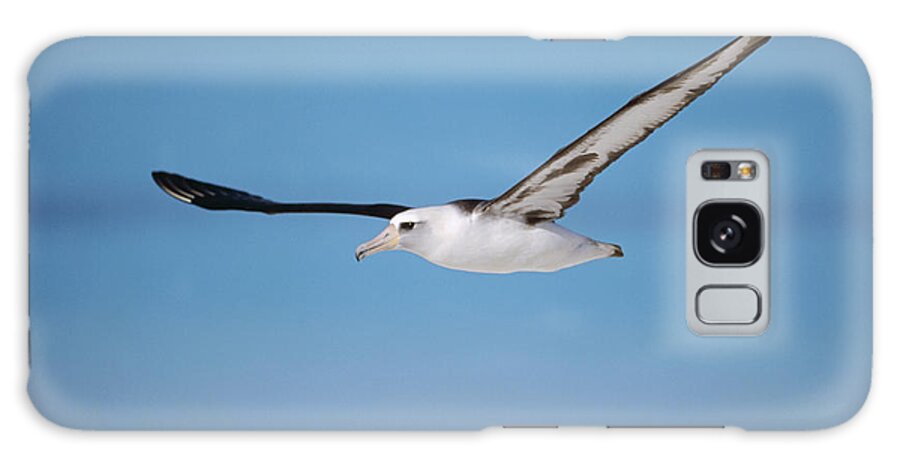 00141312 Galaxy Case featuring the photograph Gliding Laysan Albatross by Tui De Roy