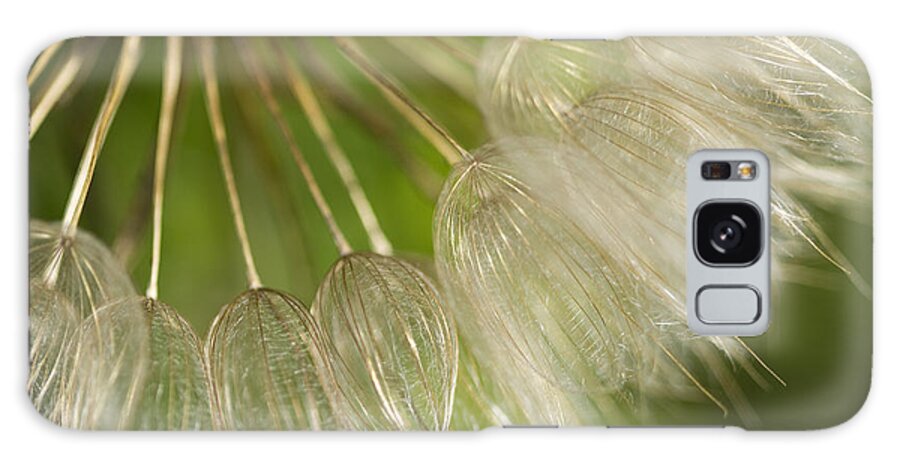 Tragopogon Pratensis Galaxy Case featuring the photograph Goats Beard Wildflower Seedhead by Kathy Clark
