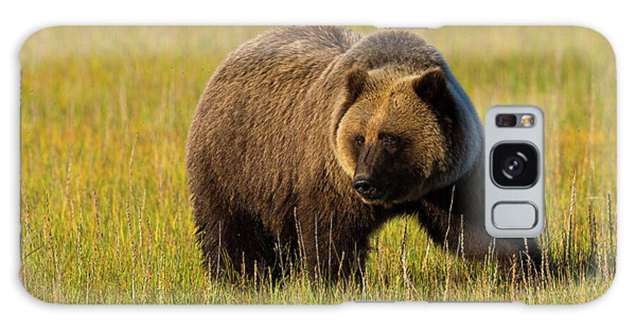 Alaska Galaxy Case featuring the photograph Golden Bear by David F Hunter