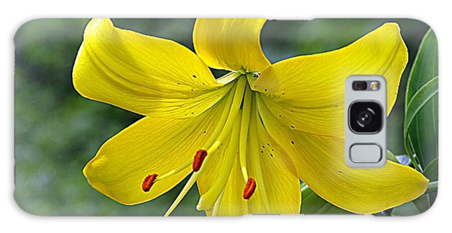 Yellow Lily Galaxy Case featuring the photograph Golden Lily by Karen McKenzie McAdoo