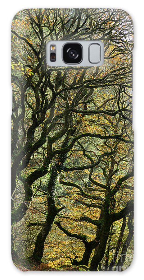 Oak Trees Galaxy Case featuring the photograph Golden Oaks by Andy Myatt