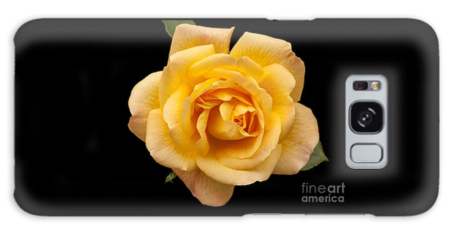 Golden Rose On Black Galaxy Case featuring the photograph Golden Rose on Black by Victoria Harrington