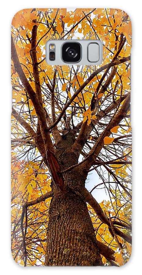 Tree Galaxy Case featuring the photograph Golden Tree by Doris Aguirre