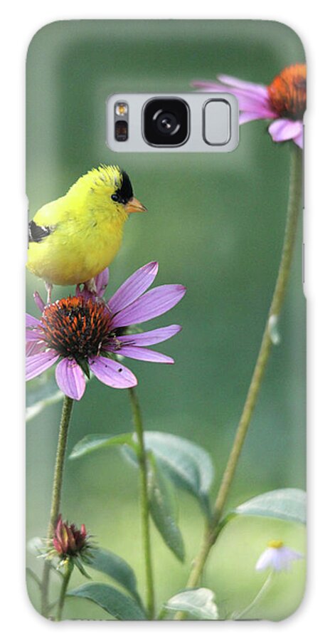 American Goldfinch Galaxy S8 Case featuring the photograph Goldfinch on a Coneflower by Trina Ansel