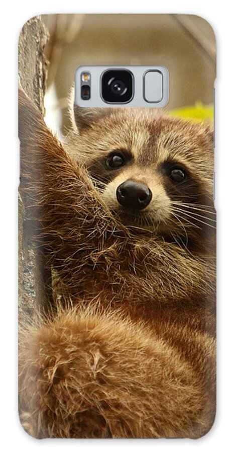 Raccoon Galaxy Case featuring the photograph Good Grip by Heather King