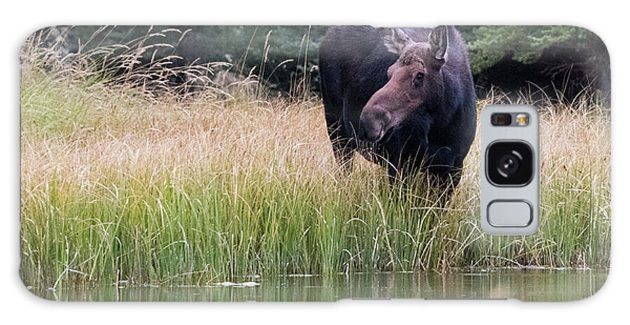 Moose Galaxy Case featuring the photograph Grand Teton Moose by Jennifer Ancker