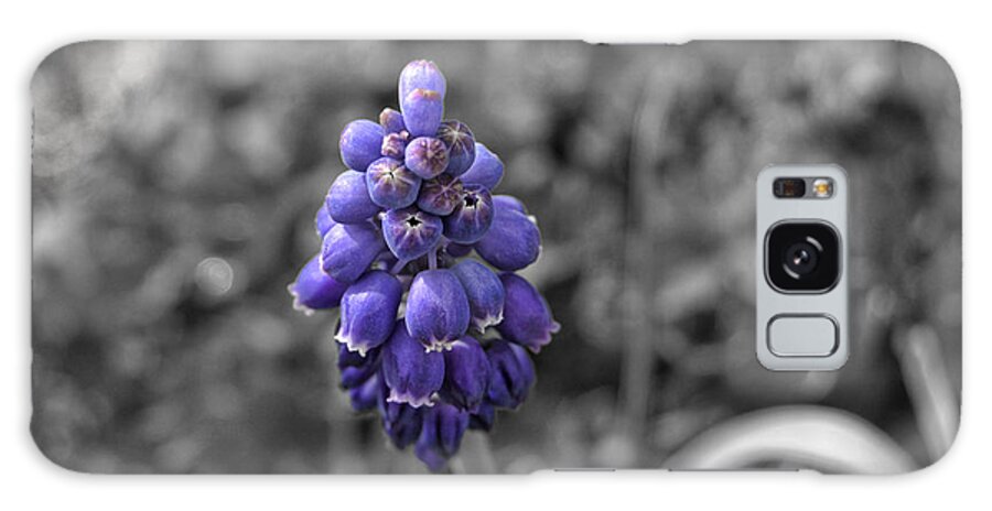 Grape Galaxy Case featuring the photograph Grape Hyacinth by Amber Flowers