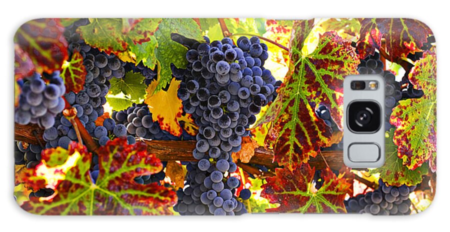 Grapes Galaxy Case featuring the photograph Grapes on vine in vineyards by Garry Gay
