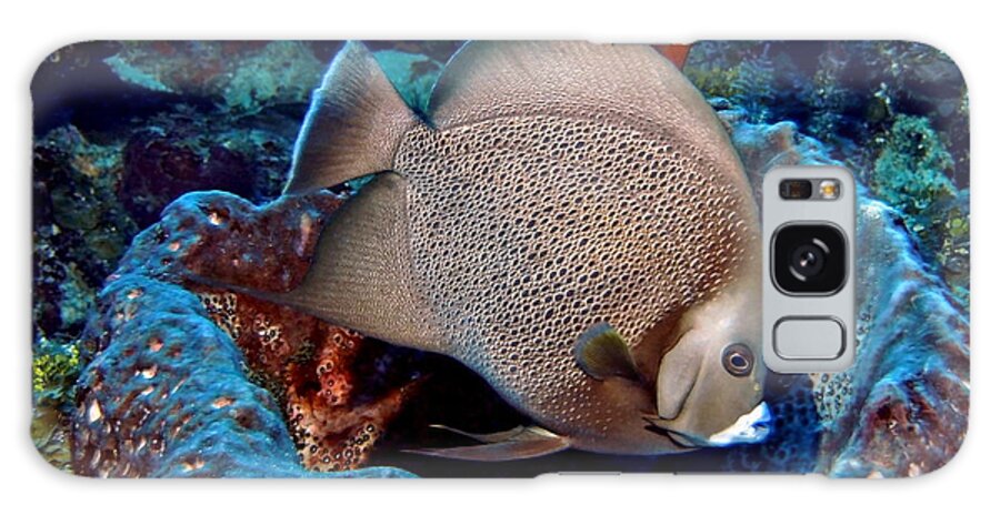 Angelfish Galaxy Case featuring the photograph Gray Angel Fish and Sponge by Amy McDaniel