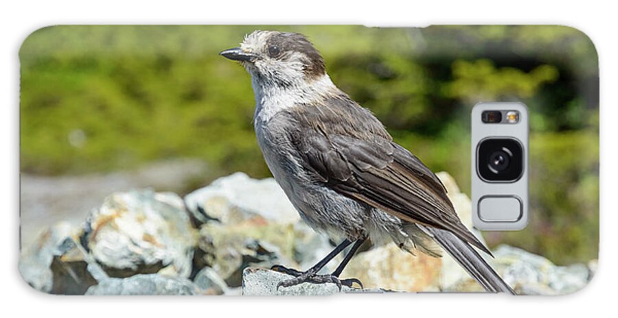 Gray Jay Galaxy Case featuring the photograph Gray Jay, Canada's National Bird by Kathy King