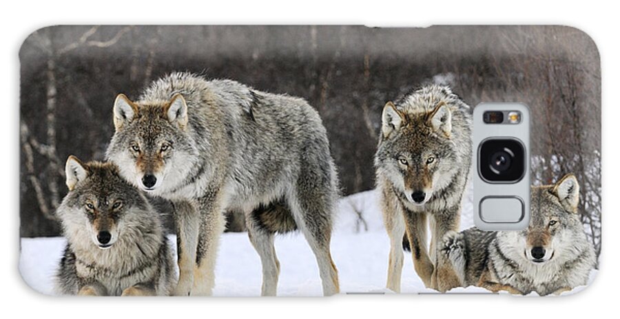 00436589 Galaxy Case featuring the photograph Gray Wolves Norway by Jasper Doest