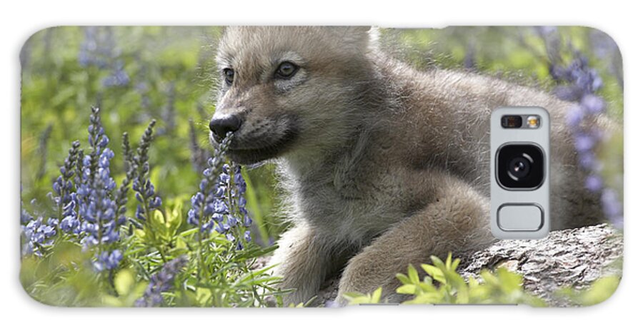 Mp Galaxy Case featuring the photograph Gray Wolf Canis Lupus Pup Amid Lupine by Tim Fitzharris