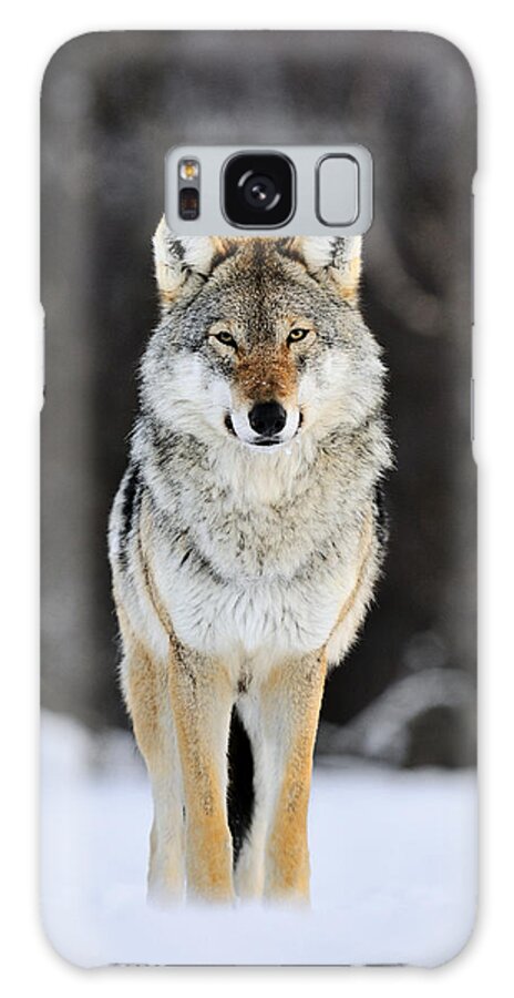 Mp Galaxy Case featuring the photograph Gray Wolf in the Snow by Jasper Doest