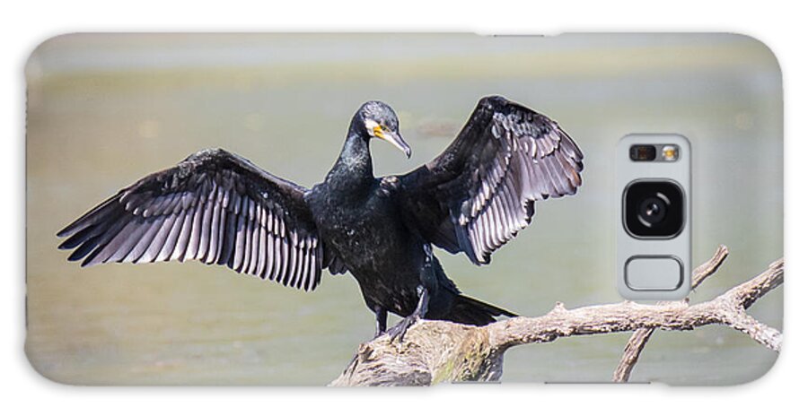 Animalia Galaxy Case featuring the photograph Great black cormorant drying wings after fishing #1 by Jivko Nakev