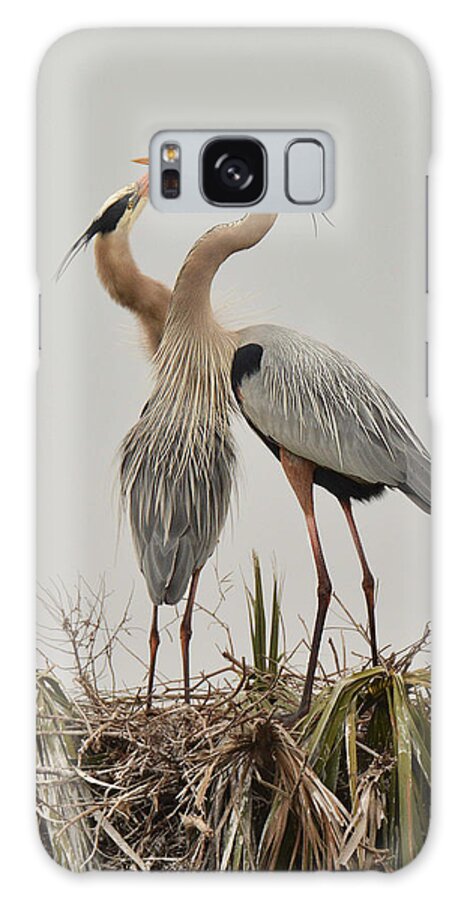 Bird Galaxy Case featuring the photograph Great Blue Heron Affection by Alan Lenk