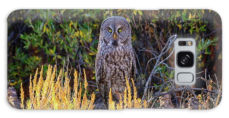 Great Gray Owl Galaxy Case featuring the photograph Great Gray by Greg Norrell