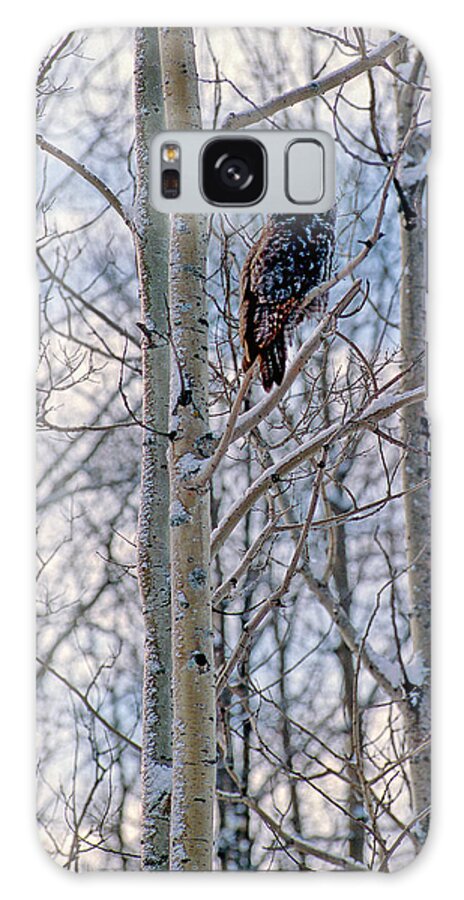 Canada Galaxy Case featuring the photograph Great Grey Owl by Doug Gibbons